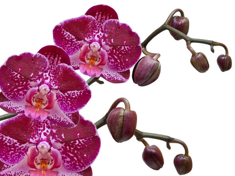 蘭花