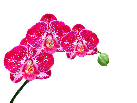 蘭花