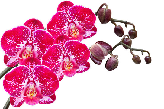 蘭花