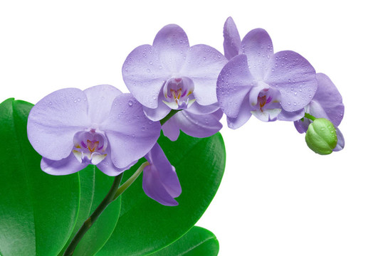 蘭花