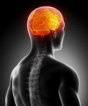 灼熱的大腦與脊椎