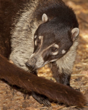 Coati（Nasua narica）原產于Ariz