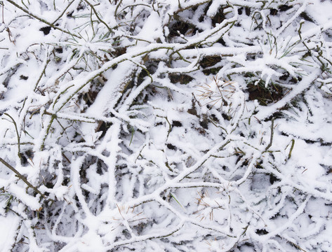 灌叢下的雪