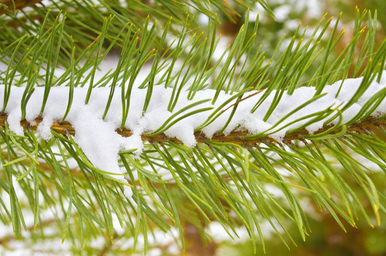 松樹枝覆雪