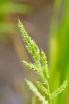 草之花