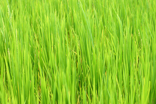 稻田