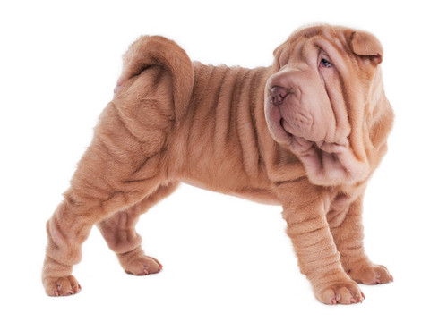 Sharpei的小狗站