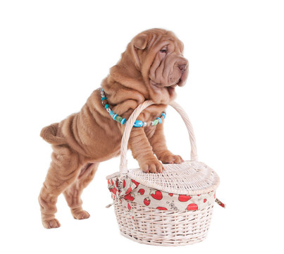 Sharpei的小狗站在野餐籃