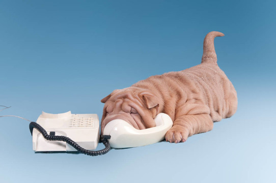 Sharpei的小狗打電話