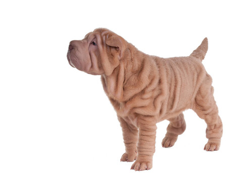 Sharpei的小狗站