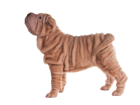 Sharpei的小狗站