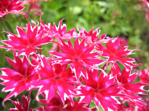 粉紅色的花