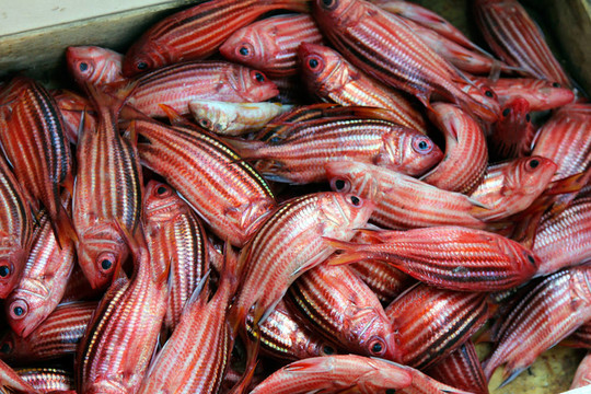鮮魚鮮魚市場