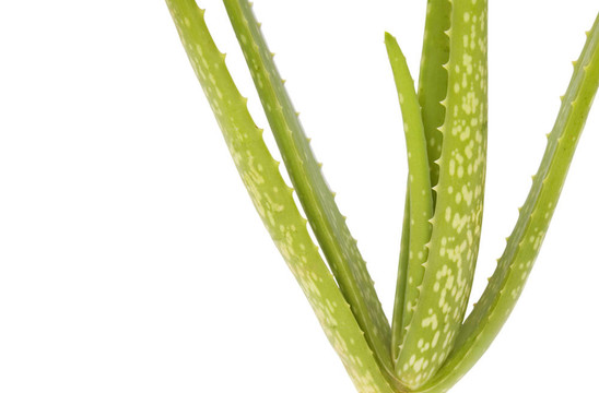 Aloe Vera在白色背景下孤立