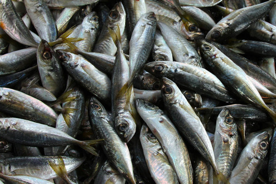 新鮮的沙丁油魚費(fèi)特希耶魚市場；