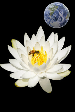 蜜蜂與地球