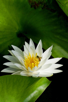 蜜蜂采集花粉