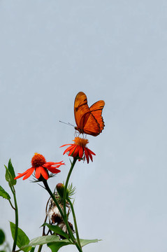 Julia Butterfly在一朵花上