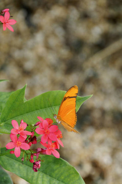 Julia Butterfly論Pink Flowers