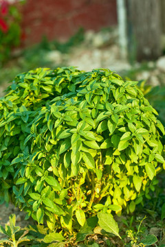 羅勒植物