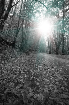 秋天的森林道路