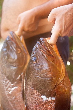 石斑魚(yú)類(lèi)