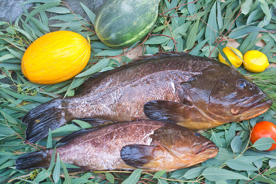 石斑魚類