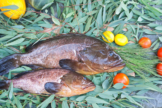 石斑魚類