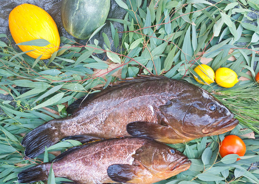 石斑魚類
