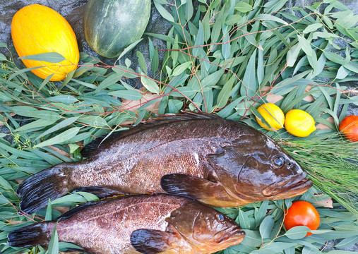 石斑魚(yú)類(lèi)