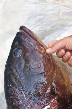 石斑魚