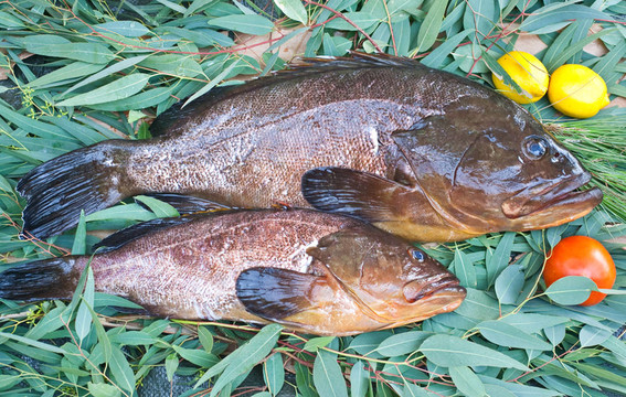 石斑魚類