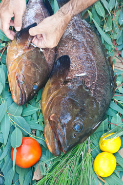 石斑魚類