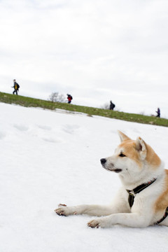 秋田的狗在雪看著徒步旅行的人