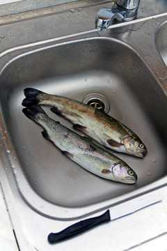 生的食物；鱒魚(yú)