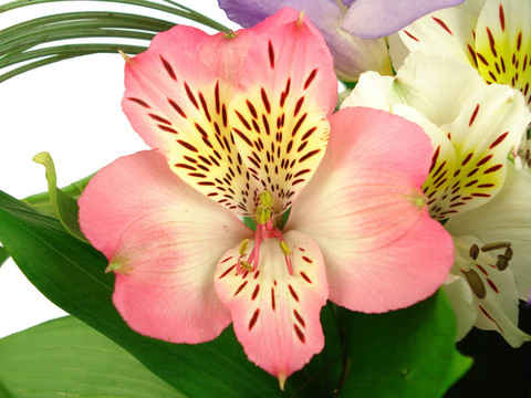 一束鮮花