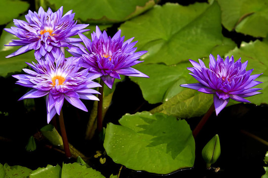 紫蓮花