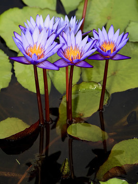 紫蓮花