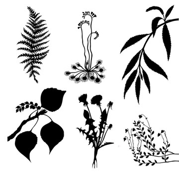 白色背景植物