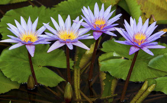 紫蓮花