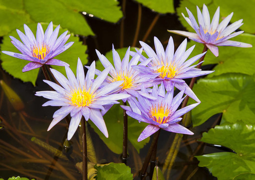紫蓮花