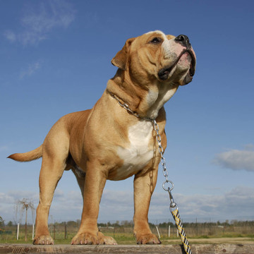 斗牛犬