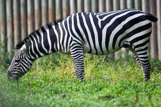zebra2
