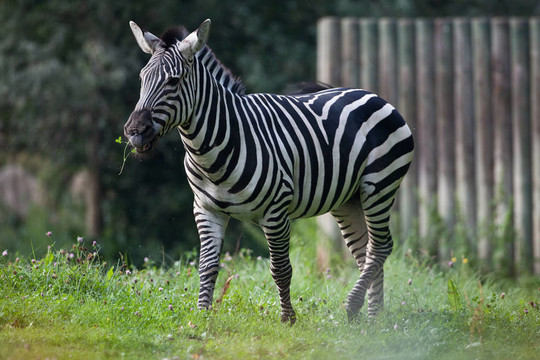 zebra0
