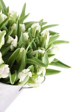 郁金香花束