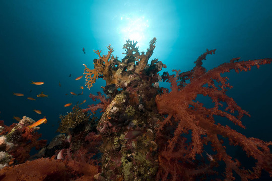 紅海熱帶礁。