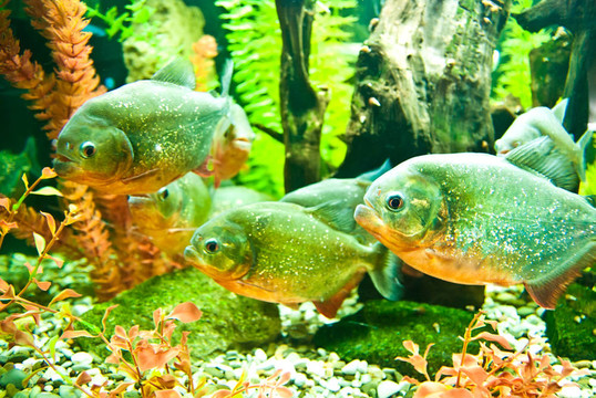 魚在水族館
