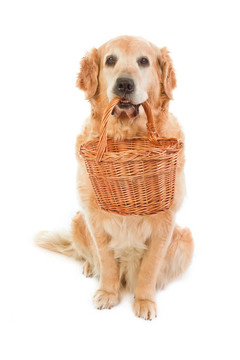 金毛獵犬；持有的柳條筐