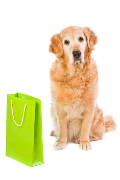 金毛獵犬和綠色的光包