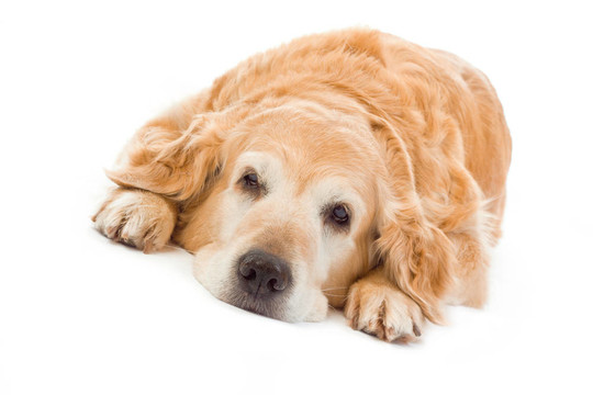 在白色背景的金毛獵犬